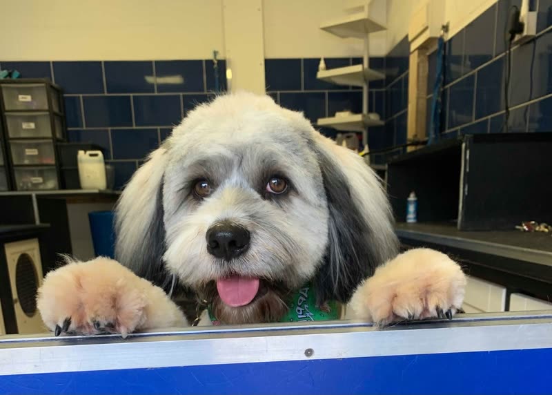 A freshly groomed shih tzu with its paws up on the edge of the blue grooming bath in the tiled salon