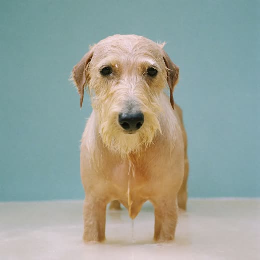 A wet dog standing in a grooming bath being washed