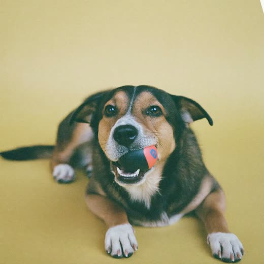 A dog holding a ball during daycare playtime