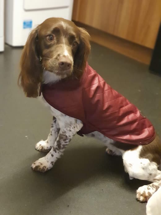 A springer spaniel in a quilted burgundy coat, ready to go out